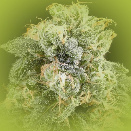 Feminized Cannabis Seeds Super Silver Haze