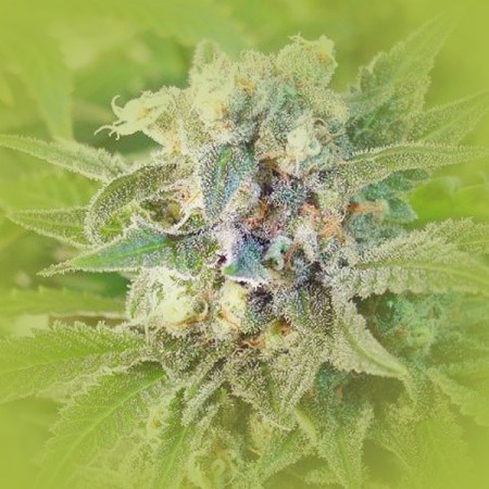 Feminized Weed Seeds Jack Herer