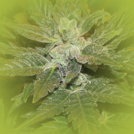 Feminized Marijuana Seeds Lowryder