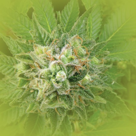 Feminized Weed Seeds Cheese