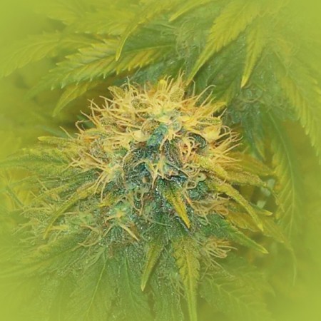 Feminized Marijuana Seeds Super Skunk