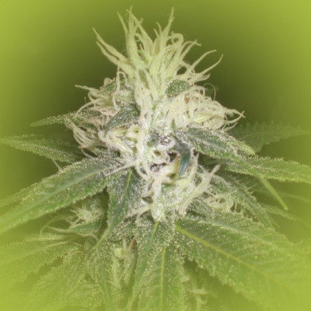 Feminized Weed Seeds Northern Lights