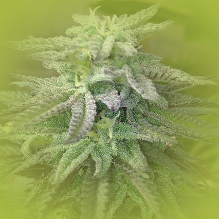 Feminized Weed Seeds Lavender