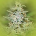 Feminized Cannabis Seeds Neville's Haze