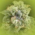 Feminized Cannabis Seeds Super Silver Haze