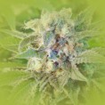 Feminized Weed Seeds Jack Herer