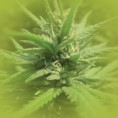 Feminized Marijuana Seeds Afghan Kush