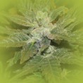 Feminized Marijuana Seeds Lowryder
