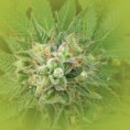Feminized Weed Seeds Cheese