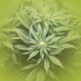 Feminized Cannabis Seeds Top44