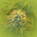 Feminized Marijuana Seeds Super Skunk