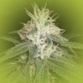 Feminized Weed Seeds Northern Lights