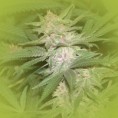 Feminized Cannabis Seeds Purple Haze