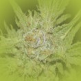 Feminized Marijuana Seeds Ak-47 Autoflowering