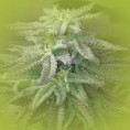 Feminized Weed Seeds Lavender