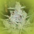 Feminized Cannabis Seeds Amnesia Haze