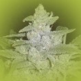 Feminized Marijuana Seeds White Widow